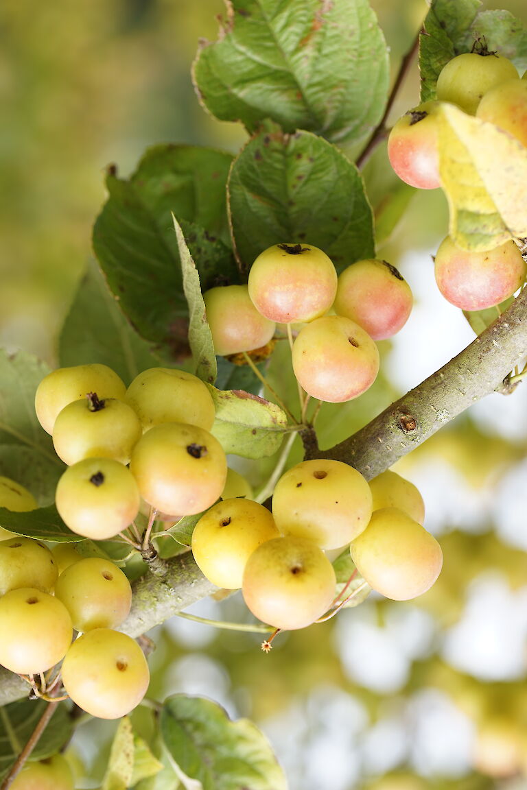 Malus Butterball