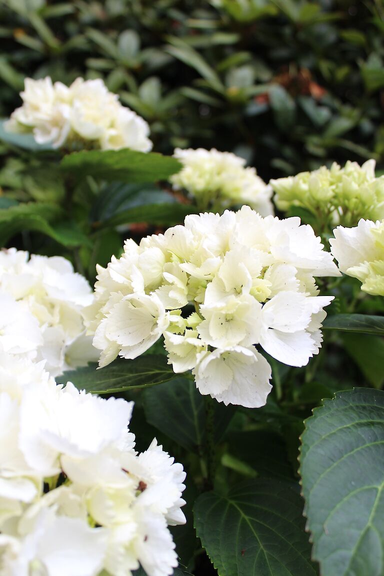 Hydrangea macrophylla weiß