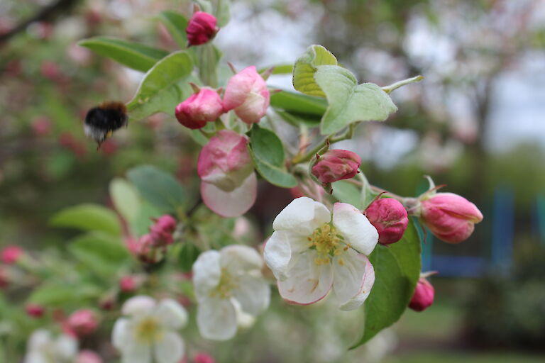 Malus Insekt