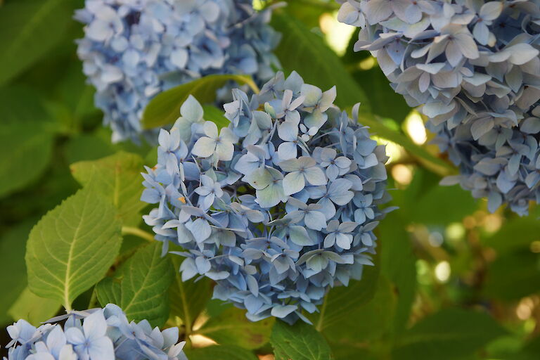 Hydrangea macrophylla