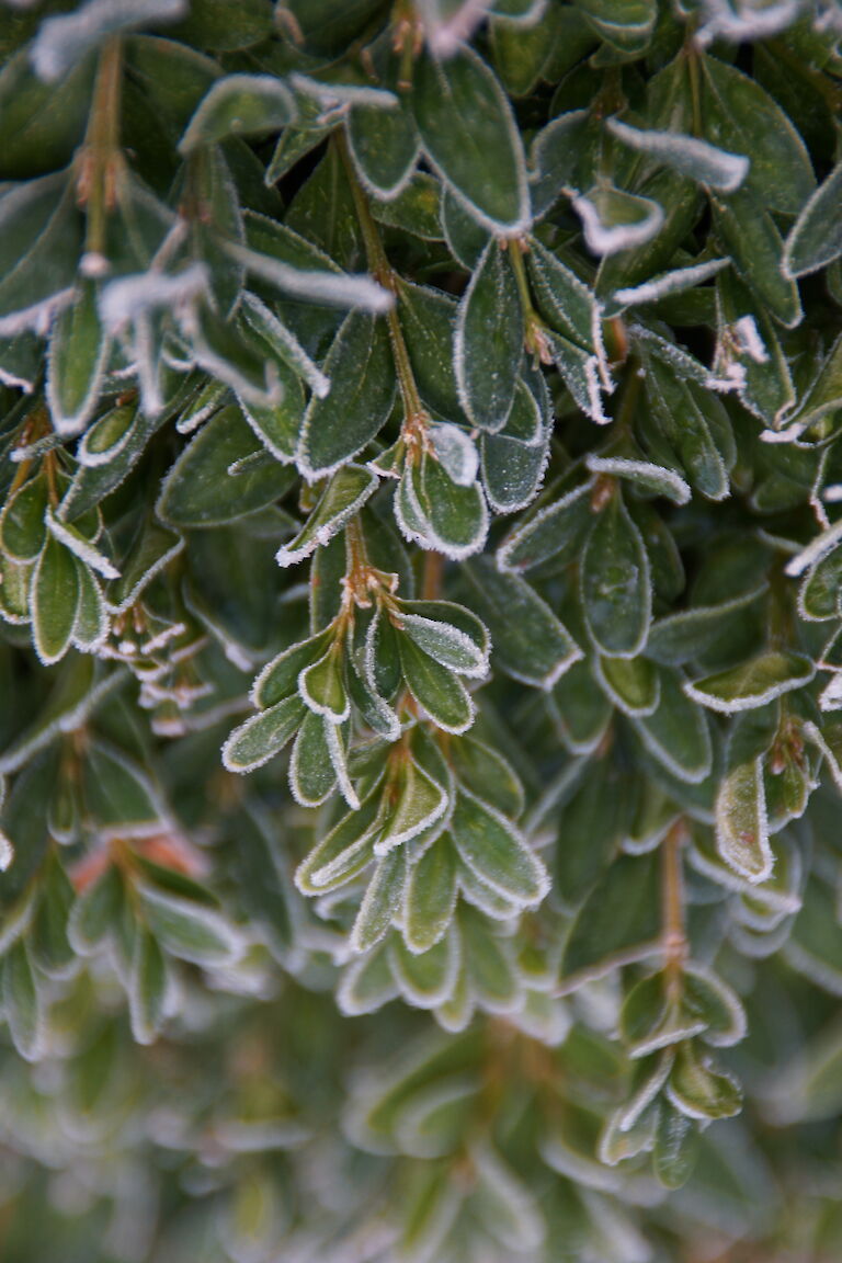 Buxus sempervirens arborescens Winter