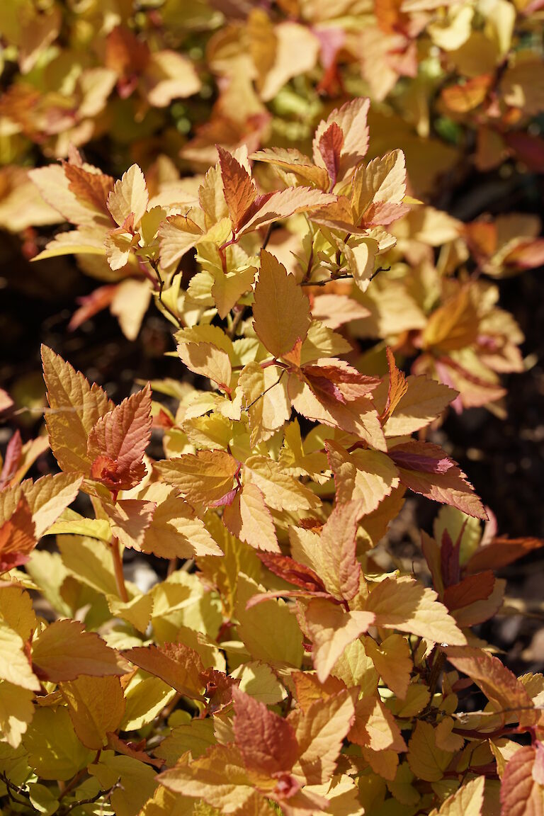 Spiraea japonica 'Golden Princess'