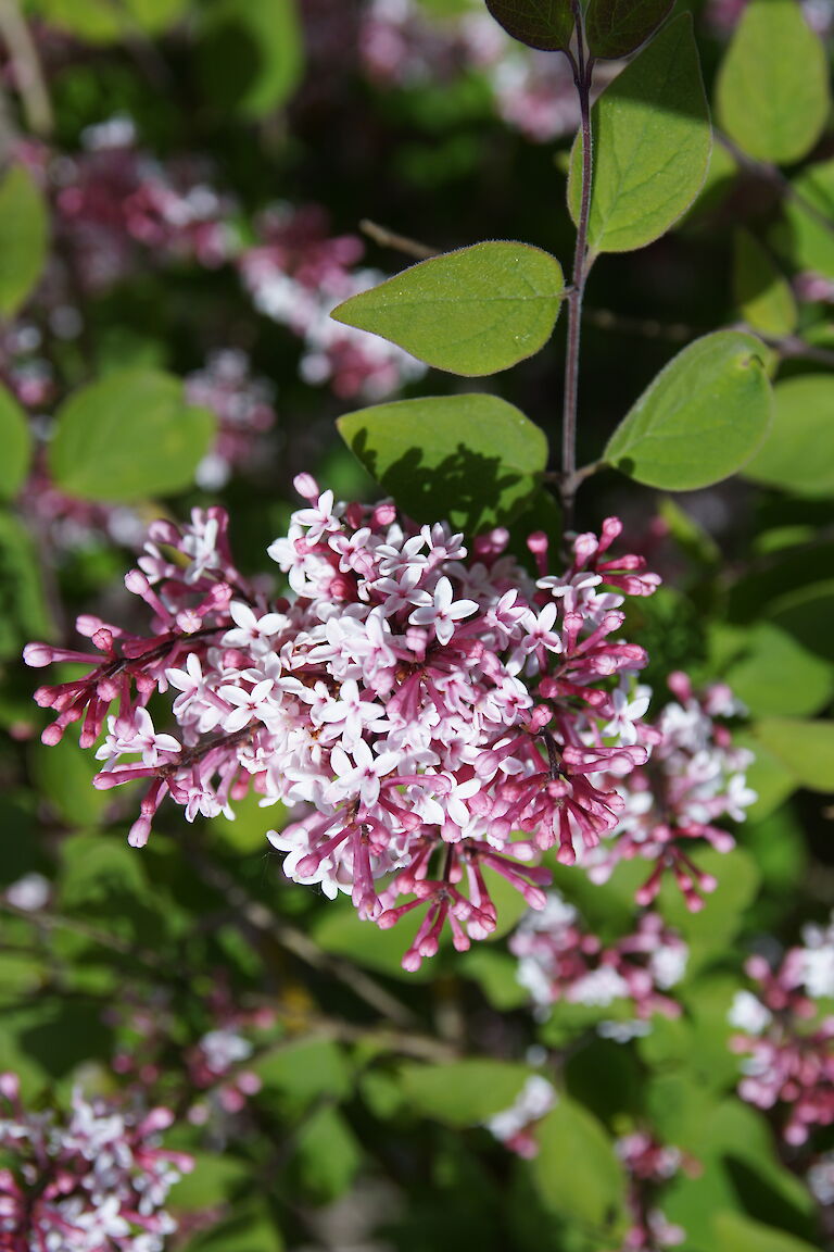 Syringa microphylla 'Superba'