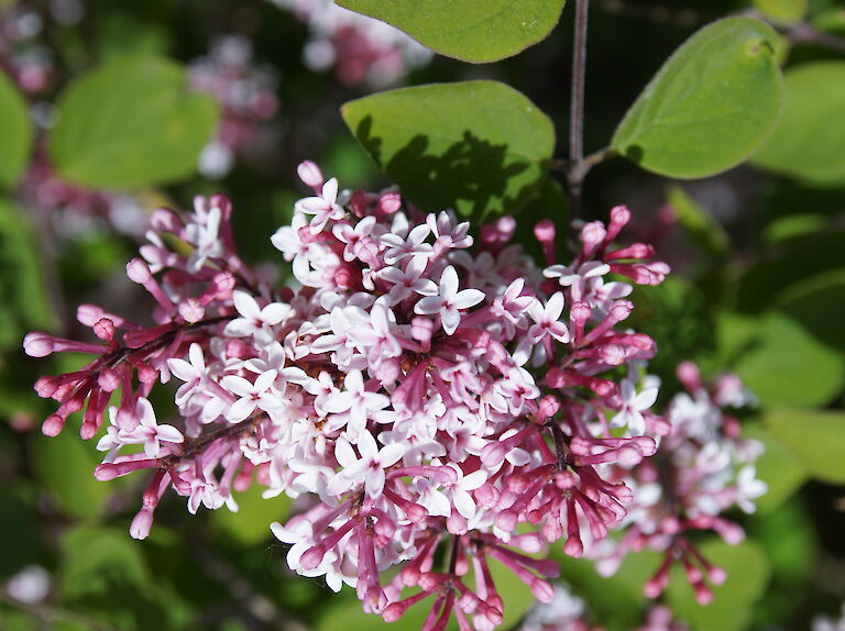 Syringa microphylla 'Superba'