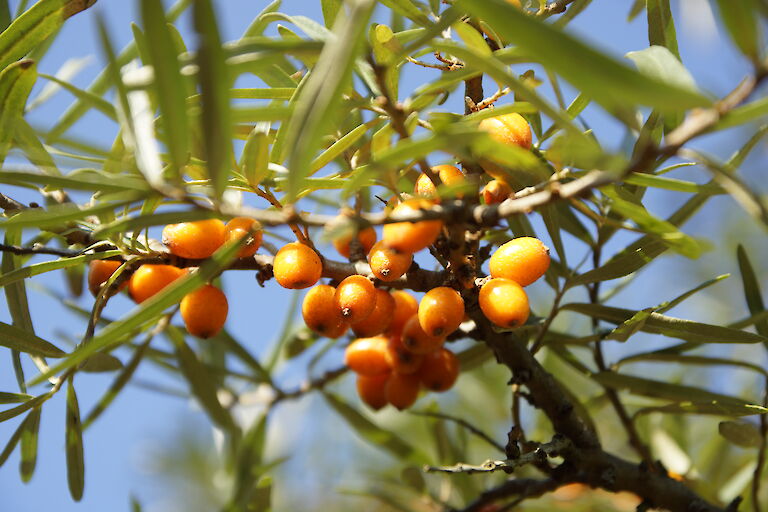 Hippophae rhamnoides 'Pollmix'