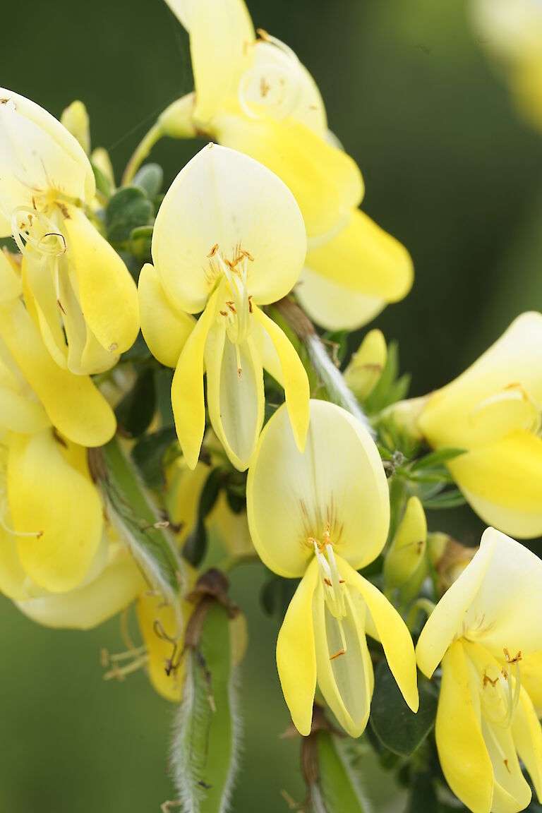 Cytisus