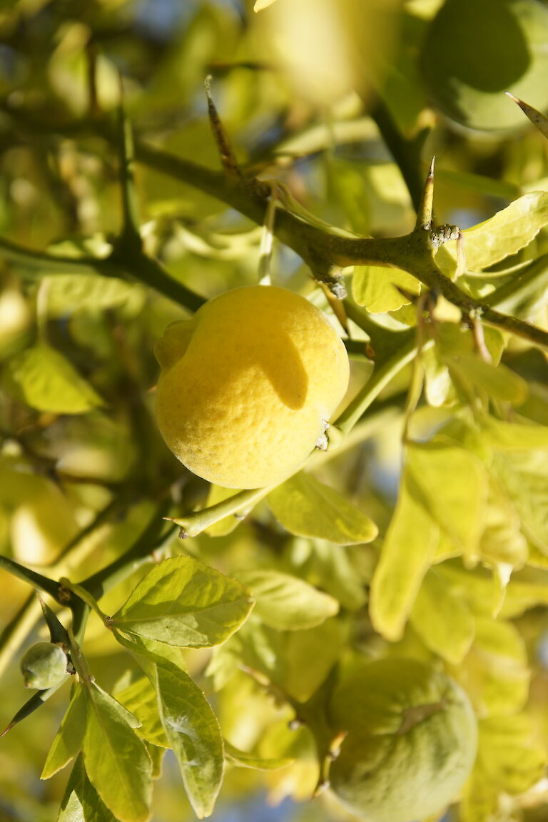 Poncirus trifoliata