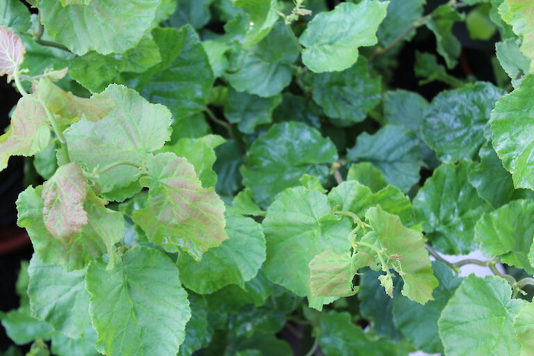 Corylus avellana 'Twister'