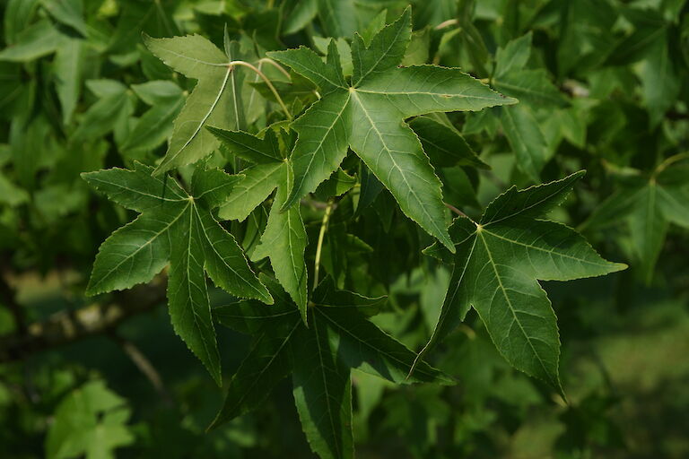 Liquidambar styraciflua