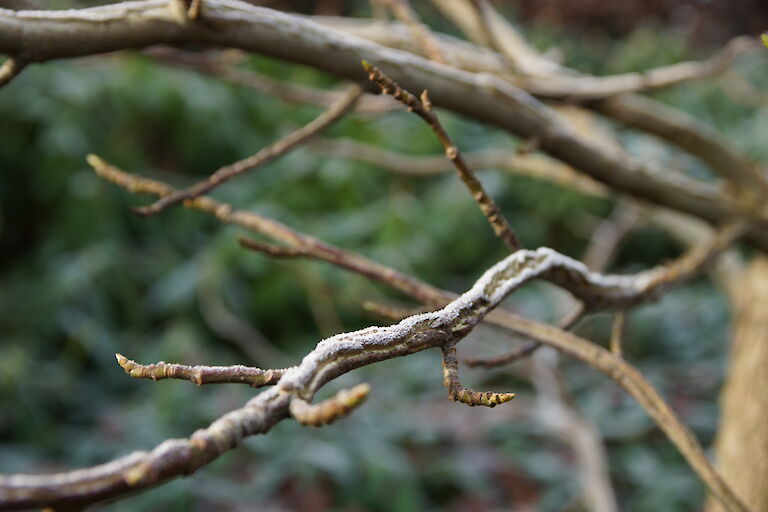 Liquidambar styraciflua Winter