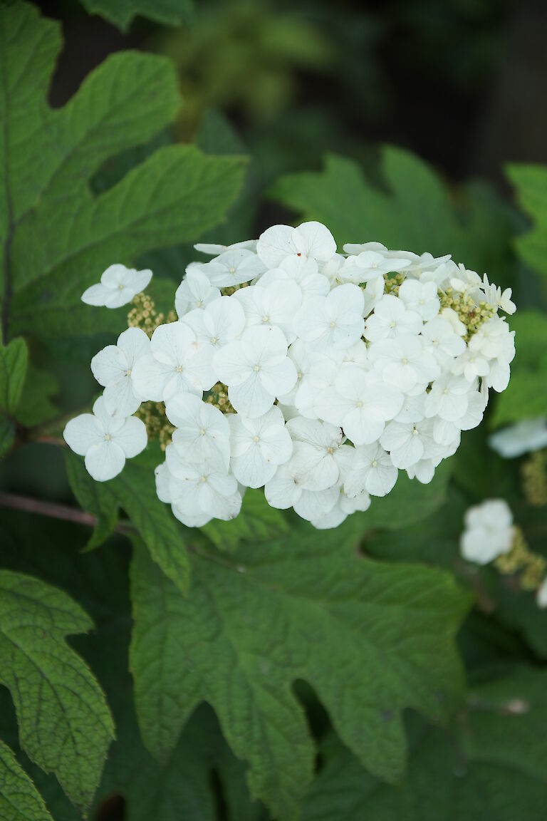 Hydrangea quercifolia 'Applause'