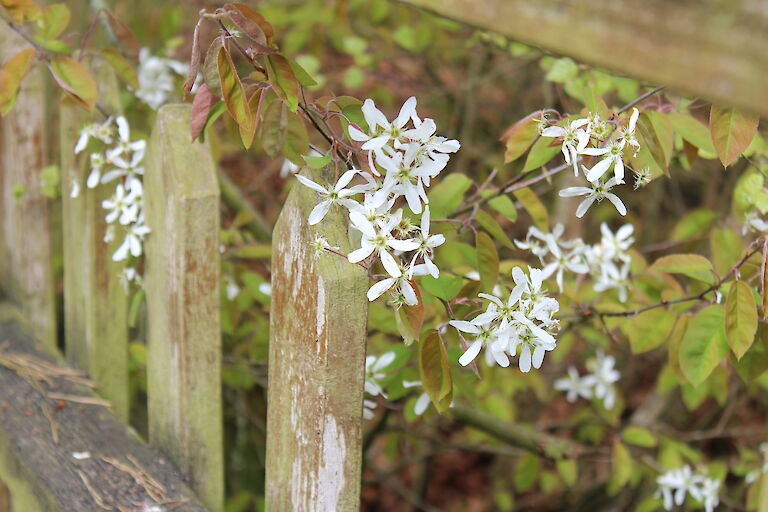 Amelanchier lamarckii