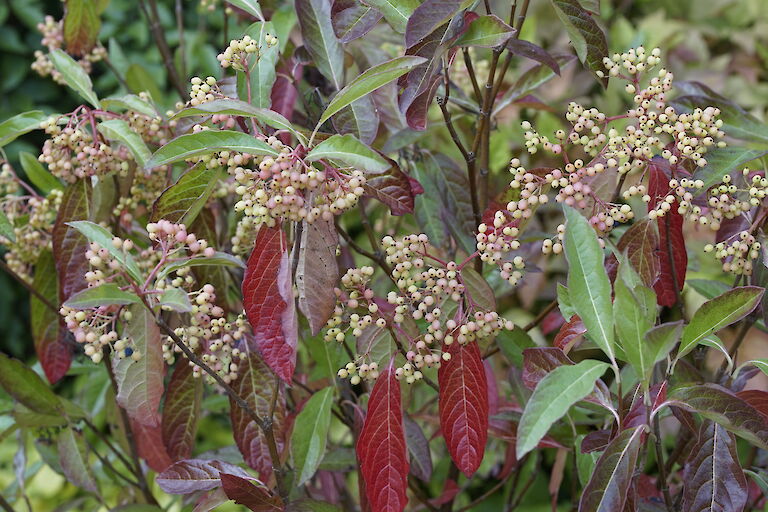 Viburnum nudum Winterthur