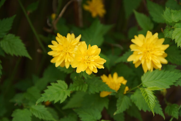 Kerria japonica 'Pleniflora'