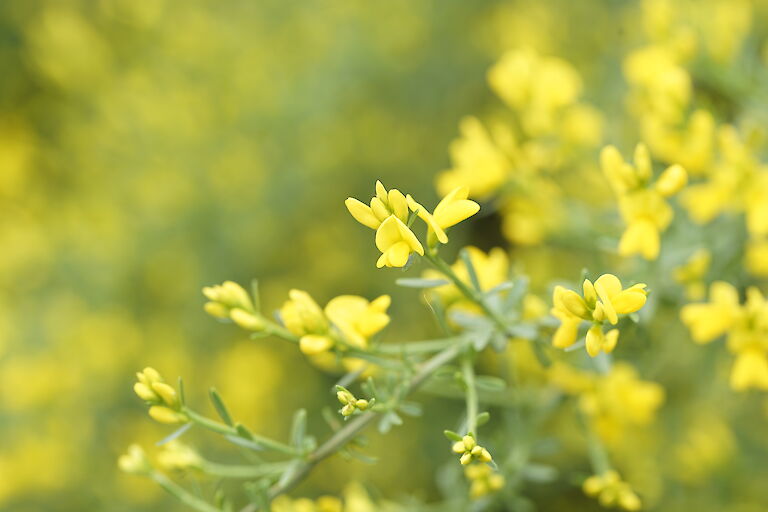 Cytisus scoparius