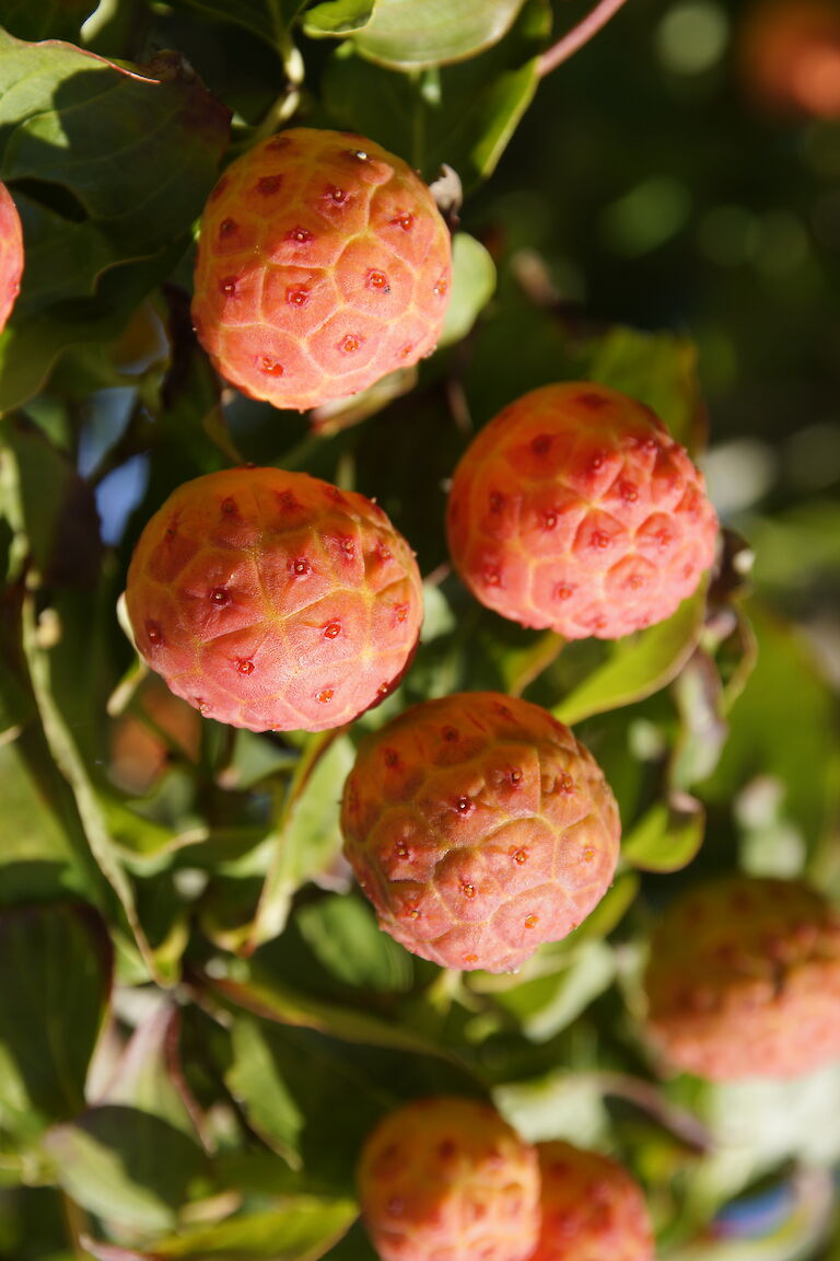 Cornus canadensis 'Kreuzdame'