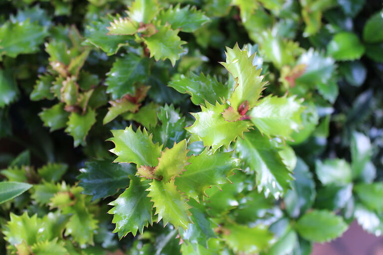 Ilex x meserveae 'Heckenstar'