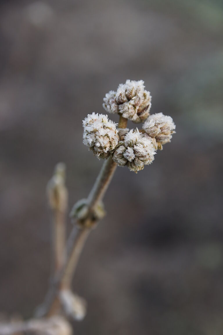 Viburnum opulus 'Eskimo' Winter 