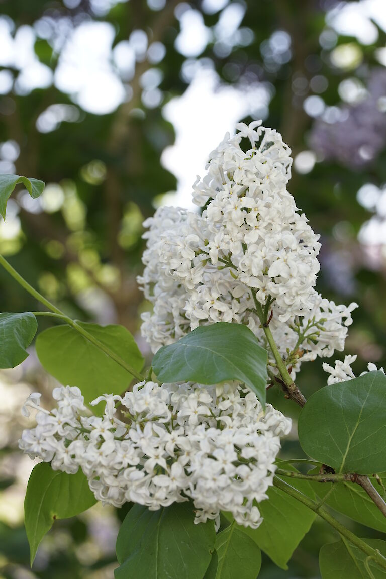 Syringa vulgaris weiß