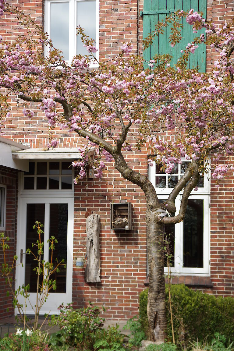 Prunus serrulata 'Kiku-shidare-zakura' 