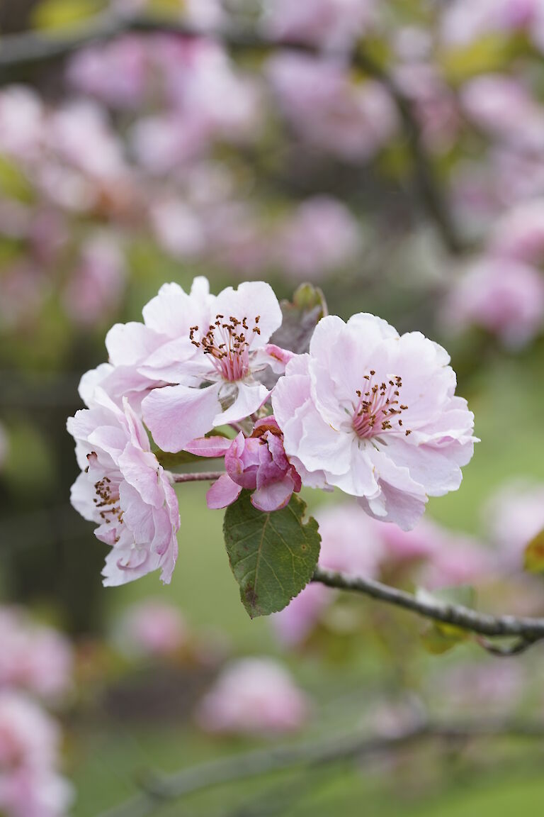 Malus Brandy Magic