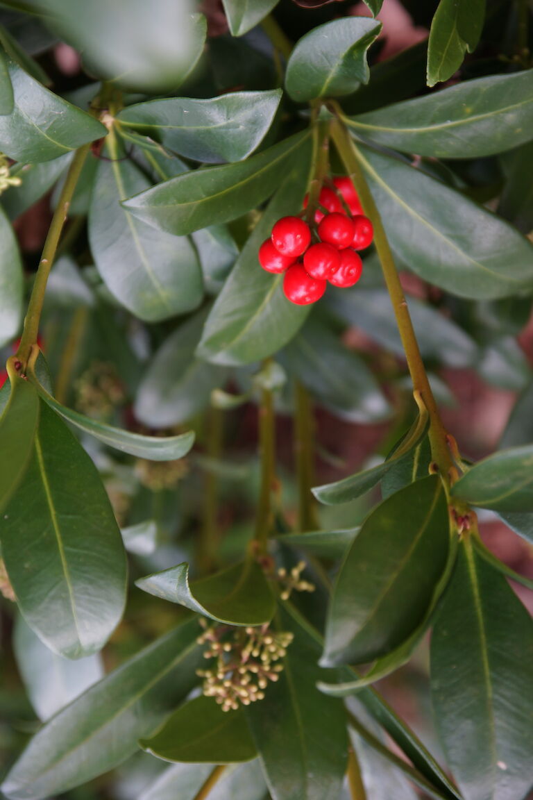 Skimmia japonica