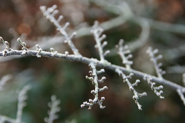 Nothofagus antarctica Winter