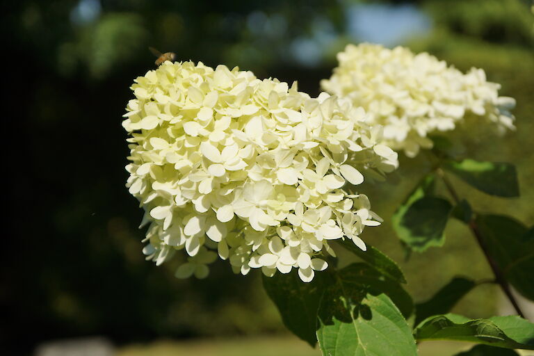 Hydrangea paniculata