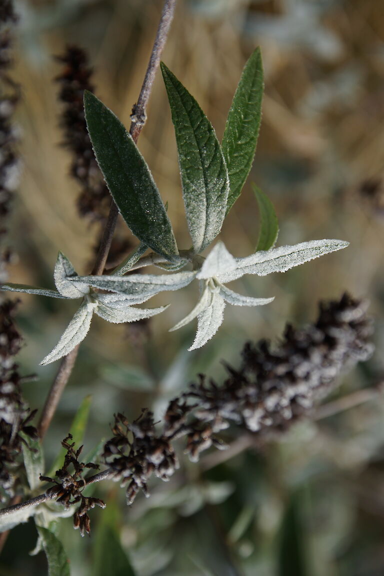 Buddleja davidii Winter