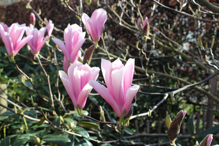 Magnolia liliflora 'Susan'