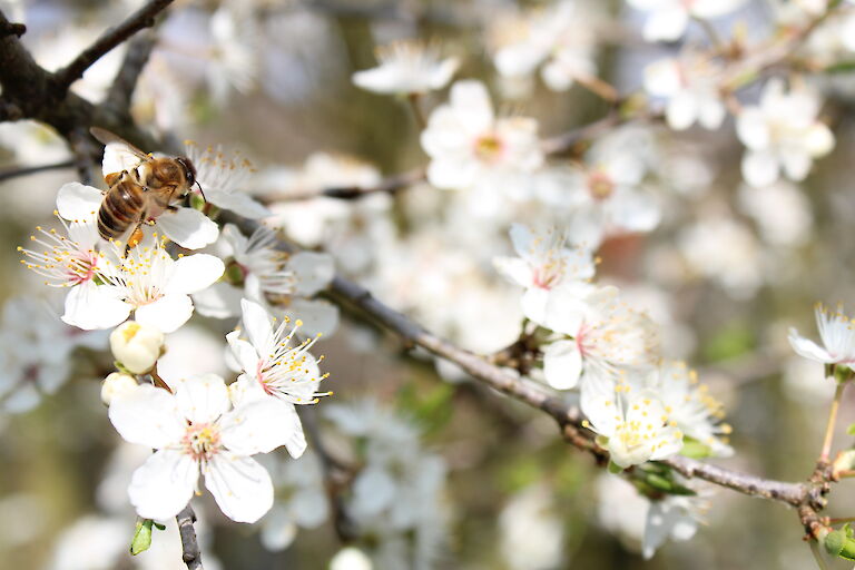 Prunus domestica ssp. syriaca Insekt