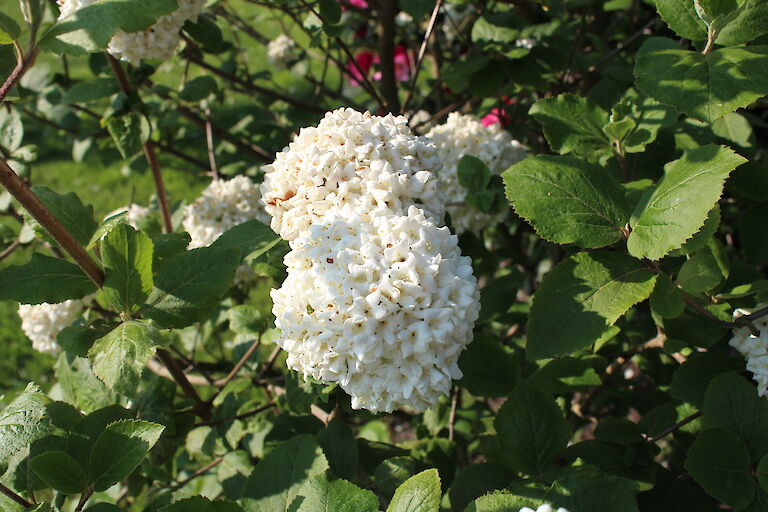 Viburnum Eskimo