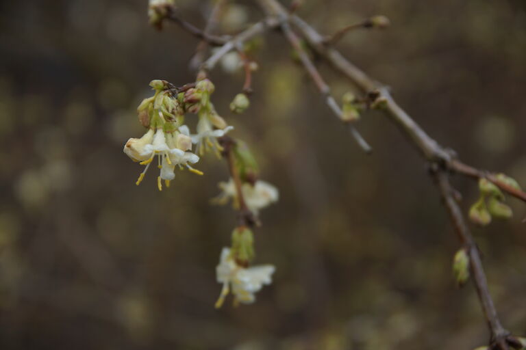 Lonicera purpusii