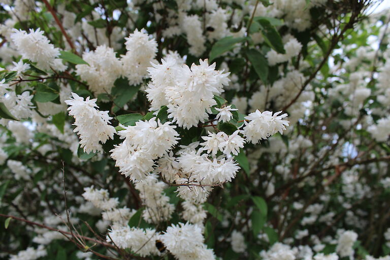 Philadelphus 'Schneesturm'