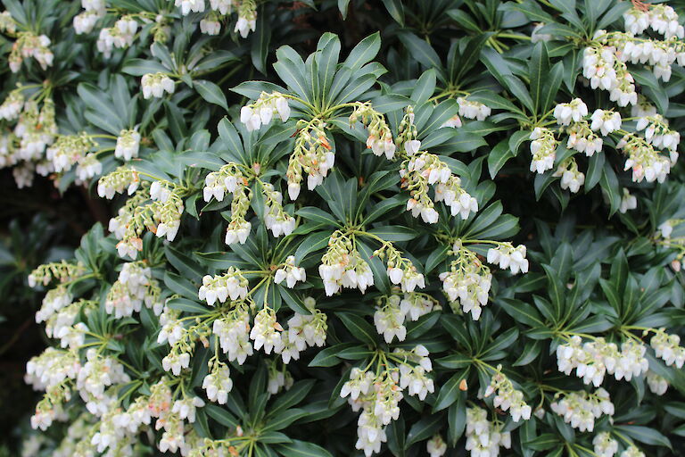 Pieris japonica