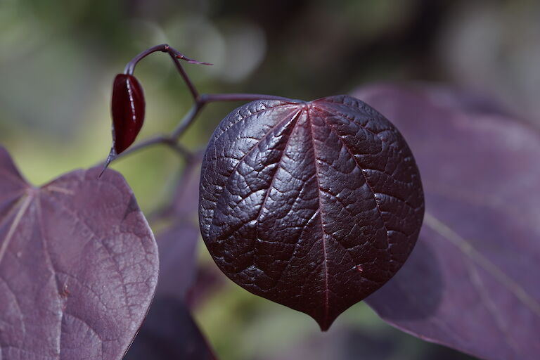 Cercis canadensis Forest Pansy