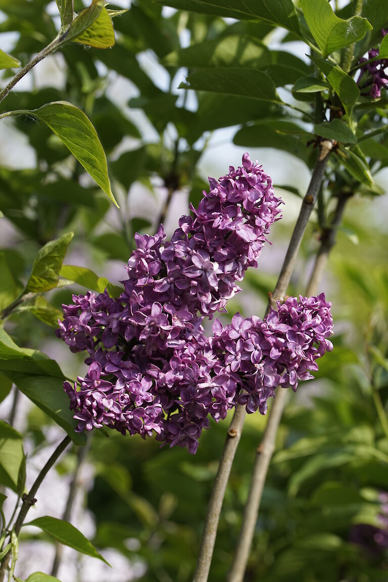 Syringa vulgaris Charles Joly