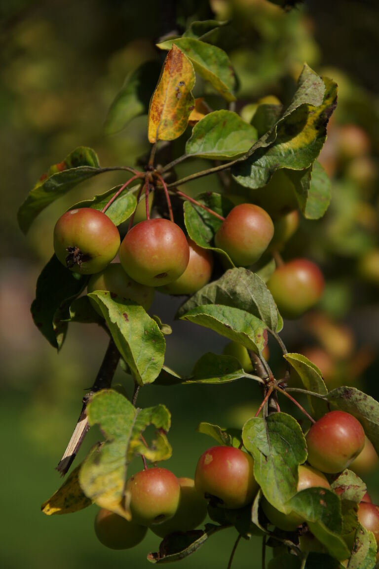 Malus 'Butterball'