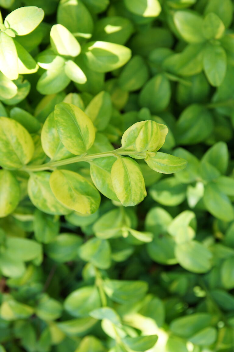 Buxus sempervirens 'Latifolia Maculata'