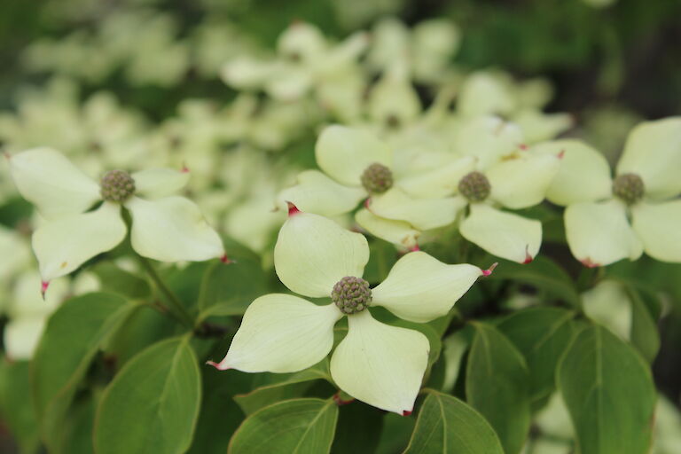 Cornus kousa