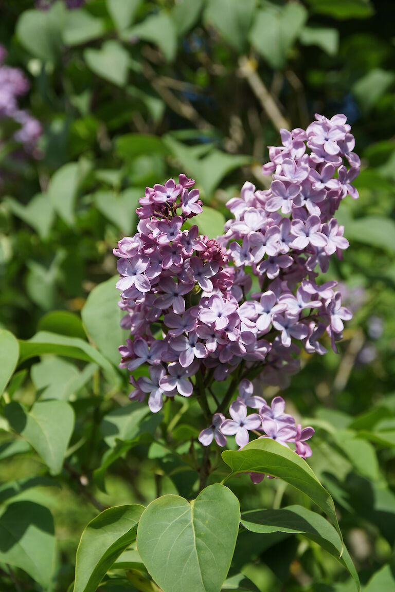 Syringa vulgaris 'Blue Skies'