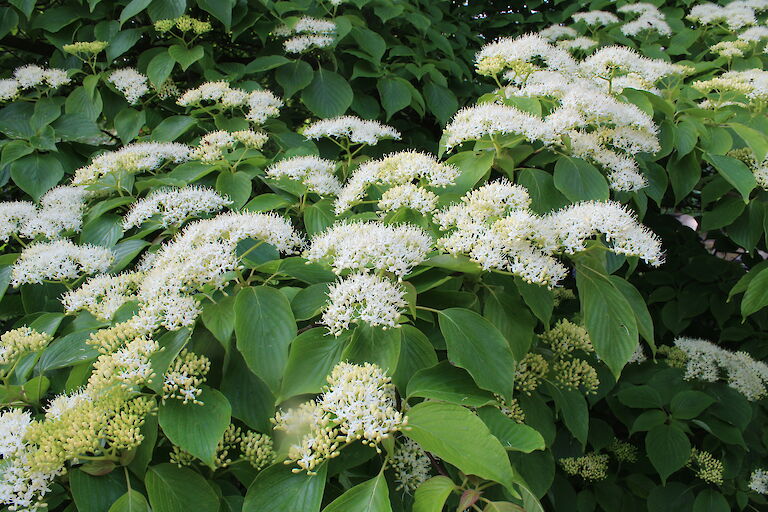 Cornus controversa