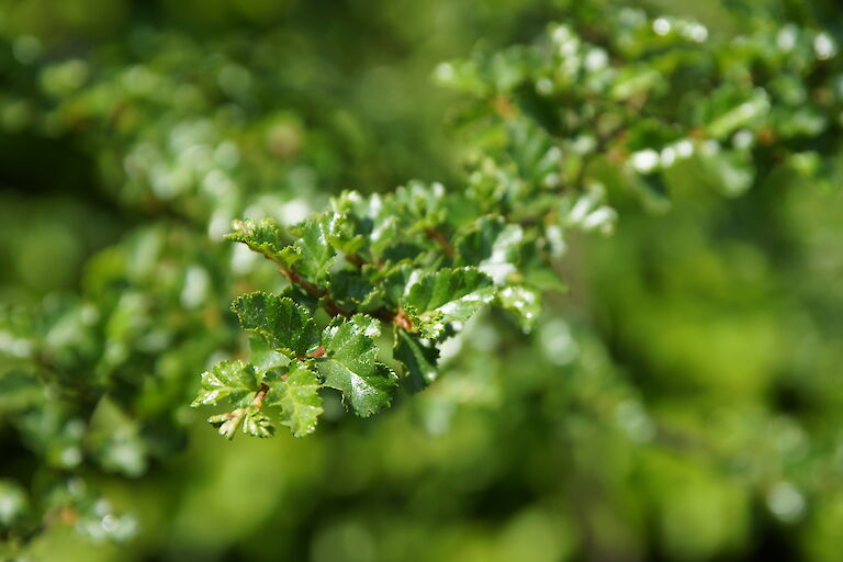 Nothofagus