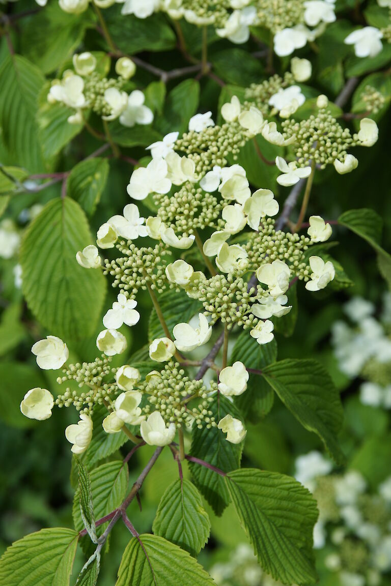 Viburnum plicatum 'Mariesii'