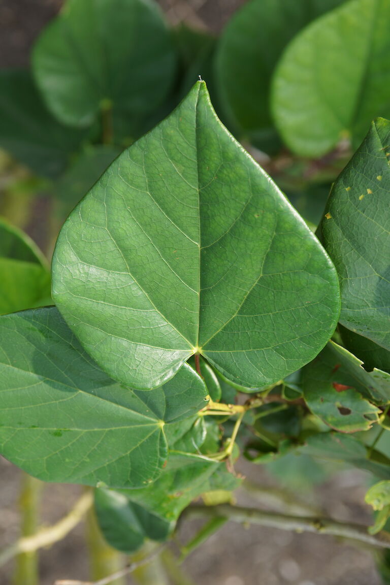 Cercis chinensis 'Avondale'