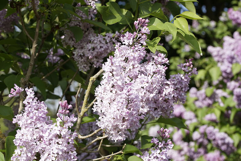 Syringa vulgaris Lillian Lee