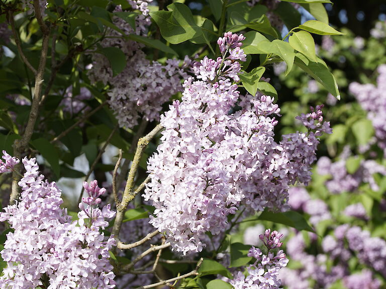 Syringa vulgaris Lillian Lee