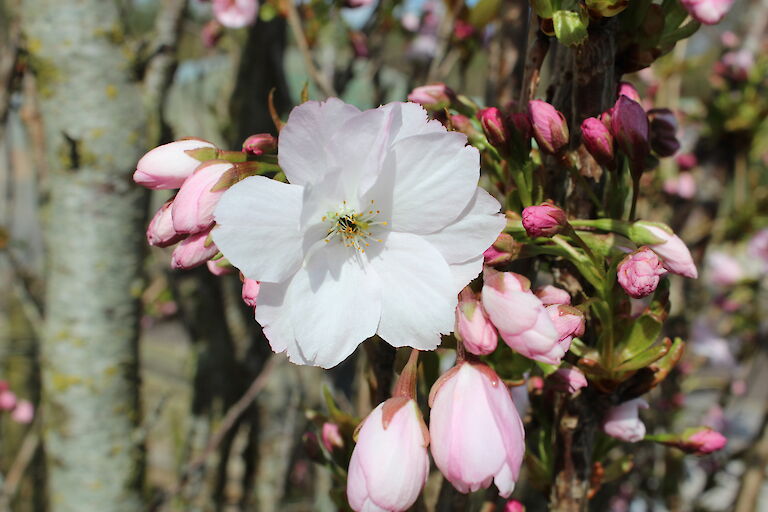 Prunus serrulata 'Amanogawa'