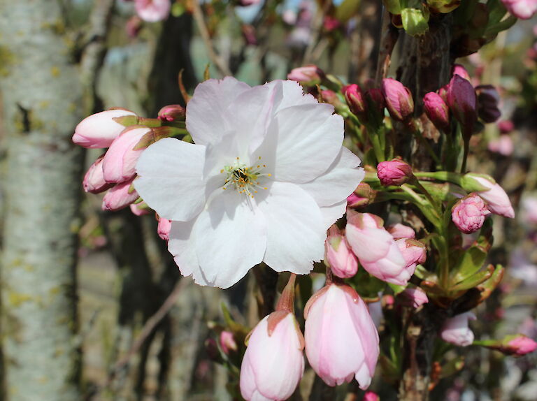 Prunus serrulata 'Amanogawa'