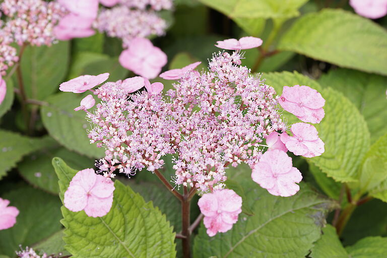 Hydrangea serrata Preziosa